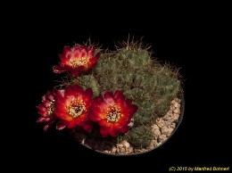 Sulcorebutia tarabucoensis 2003